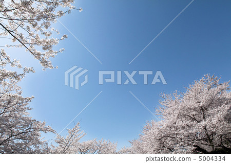 Blue sky and cherry blossoms Blue sky and cherry blossoms 5004334