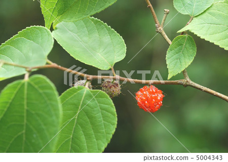 Gray fruit fruit Gray fruit fruit 5004343