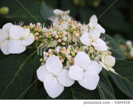 Palm hydrangea 5004458