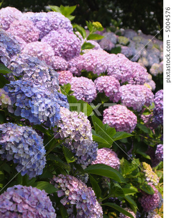 西方繡球花 5004576