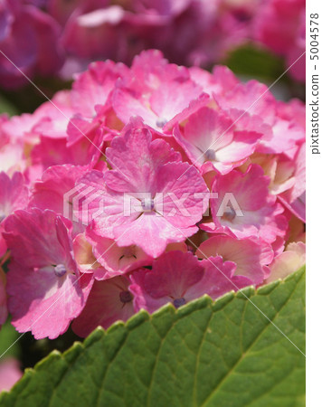 Western hydrangea 5004578