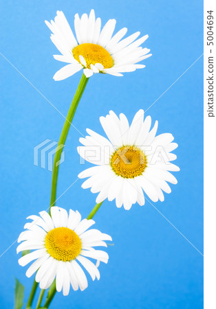 some chamomiles on blue background in studio 5004694