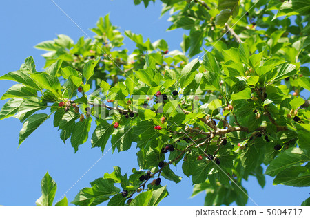 Mulberry fruit of early summer 5004717