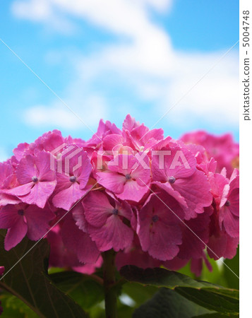 Western hydrangea 5004748