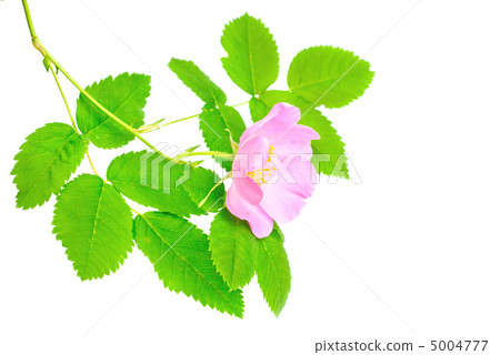 Single branch of dog-rose with green leaf and pink flower. Isolated on white background. 5004777