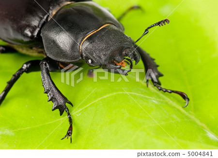 Female Lucanus cervus (stag beetle) i on the green leaf Female Lucanus cervus (stag beetle) i on the green leaf 5004841