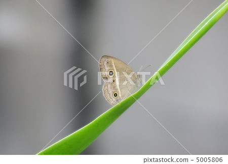 Himejonome停在草葉（特寫） 5005806