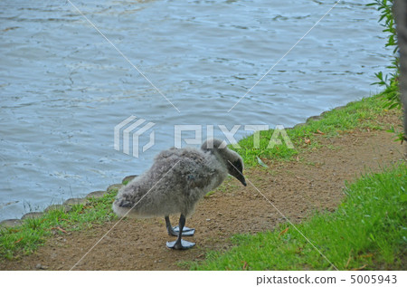 A chick of a black bird A chick of a black bird 5005943