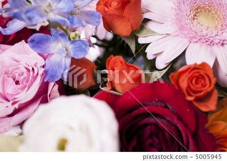 bloom, blossom, blossoms 5005945