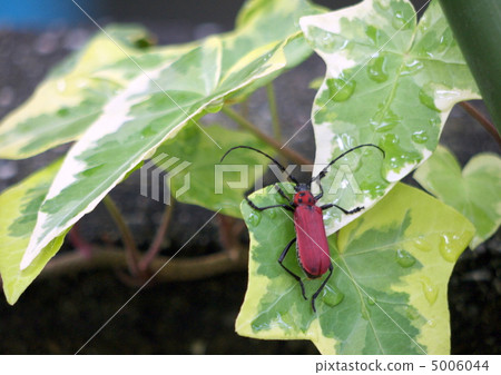 Benicamikiri Benicamikiri 5006044