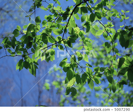 Fresh green season 5007290