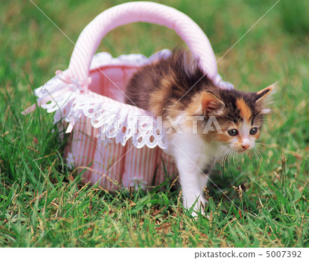 頑皮的小狗和惡搞小貓 5007392