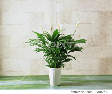 Small accessories Small accessories 5007560