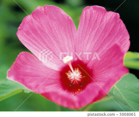 Flower elegance 5008061