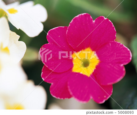 Flower elegance Flower elegance 5008093