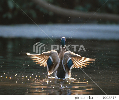 日本鳥類 5008257