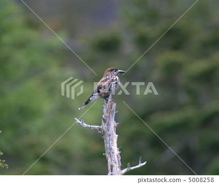 日本鳥類 日本鳥類 5008258