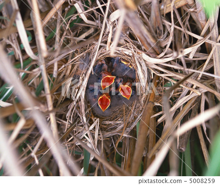 日本鳥類 5008259
