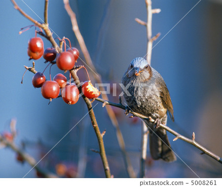 Japanese birds Japanese birds 5008261