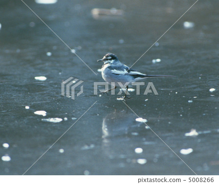 日本鳥類 5008266