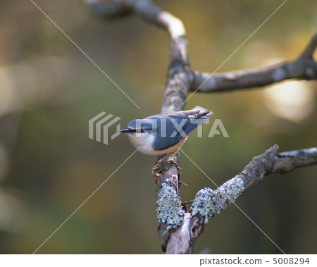 Japanese birds Japanese birds 5008294