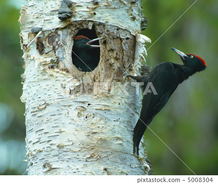 Japanese birds 5008304