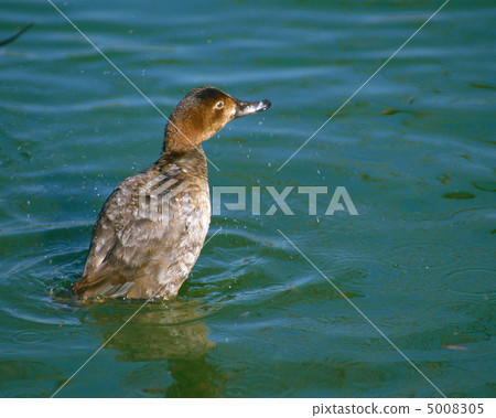 Japanese birds 5008305