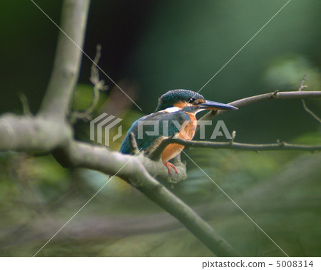 日本鳥類 5008314