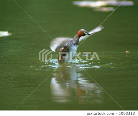 日本鳥類 5008318