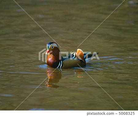 日本鳥類 5008325