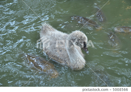 A chick of a black bird and a carp A chick of a black bird and a carp 5008566
