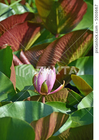 Water lilies 5008667