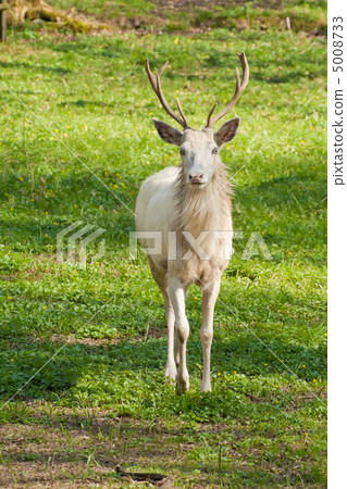 albino deer albino deer 5008733