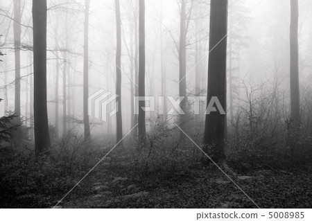 misty forest misty forest 5008985