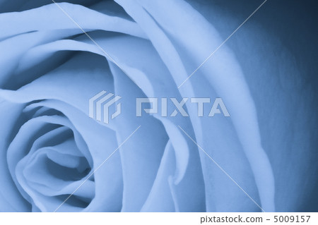 blue rose close up 5009157
