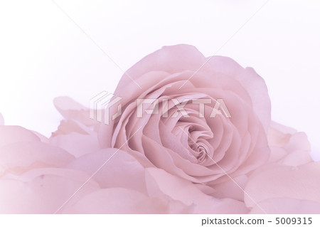 pink rose macro pink rose macro 5009315
