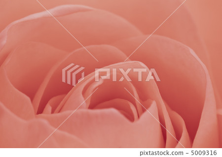 pink rose macro 5009316