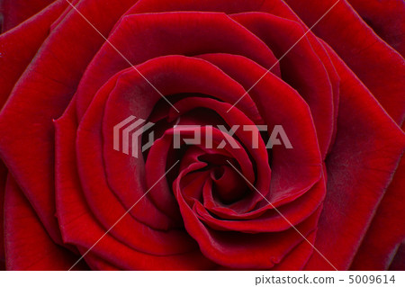 red rose 5009614