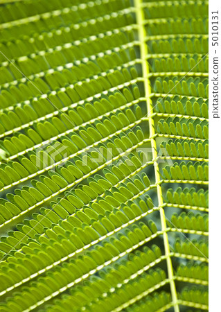 Texture of Acacia leaves. Texture of Acacia leaves. 5010131