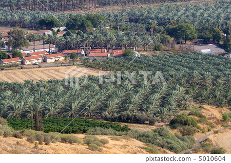 Panoramic view of Palm plantation Panoramic view of Palm plantation 5010604