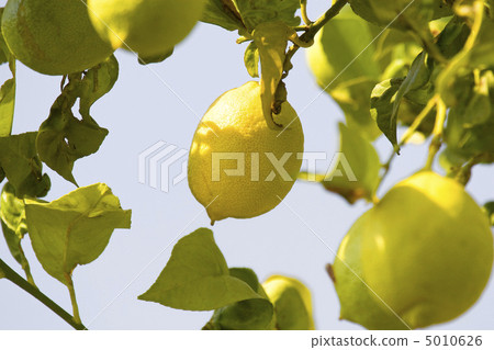Lemon tree Lemon tree 5010626