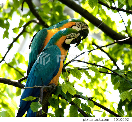 Blue-and-yellow Macaw - Ara ararauna 5010692