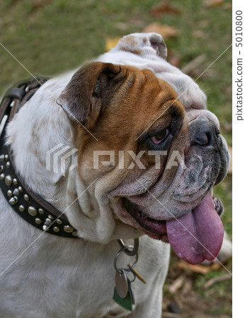 English Bulldog 5010800