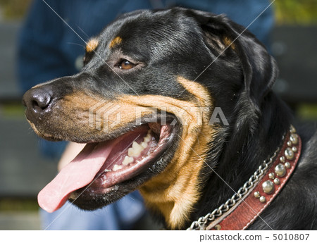 Rottweiler Rottweiler 5010807