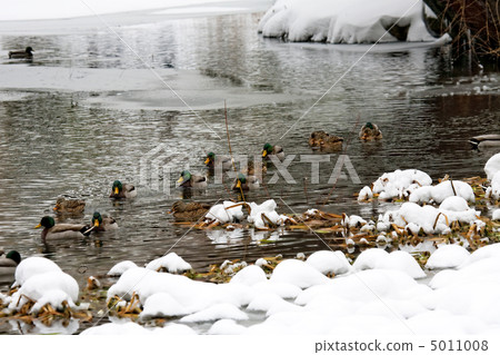 Duck family in Manhattan River 5011008