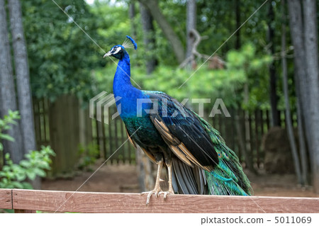 Peacock is on a fence 5011069