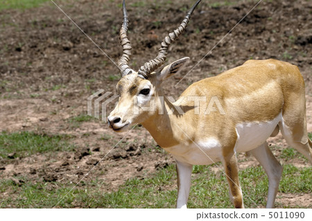 Gazelle Gazelle 5011090