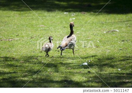 Caring mother-goose is walking her baby Caring mother-goose is walking her baby 5011147