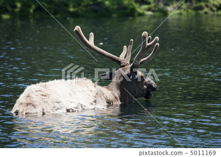 Roosevelt Elk is taking a bath Roosevelt Elk is taking a bath 5011169