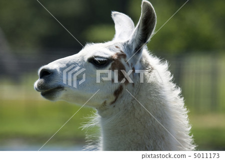 Llama 5011173